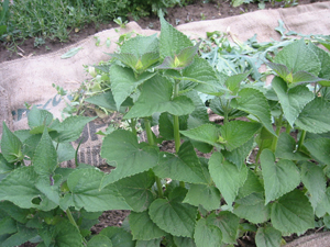 Anise Hyssop grown at Father Earth Organic Farm