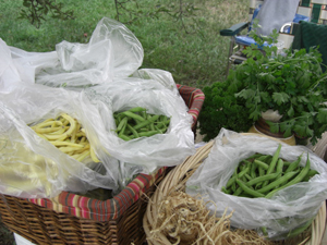 Green beans at Father Earth Organic Farm Green beans at Father Earth Organic Farm