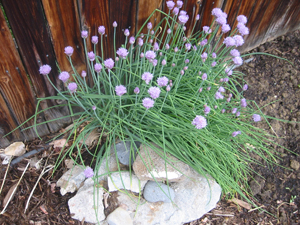 Chives grown at Father Earth Organic Farm Chives grown at Father Earth Organic Farm