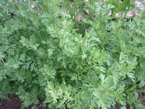 Feverfew grown at Father Earth Organic Farm