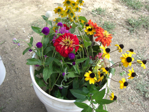 Cut flowers at Father Earth Organic Farm Cut flowers at Father Earth Organic Farm