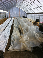 High Tunnel Greenhouse in late February