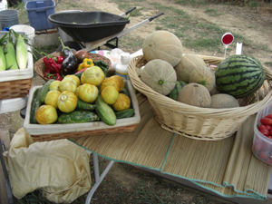 Canteloupe and watermelon at Father Earth Organic Farm Canteloupe and watermelon at Father Earth Organic Farm