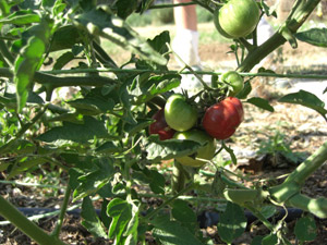 First tomatoes of the season, ripening on the vine First tomatoes of the season, ripening on the vine