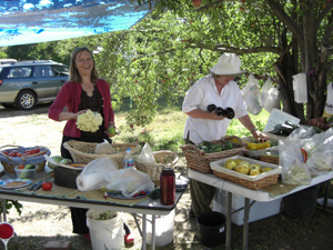 Selecting cauliflower at Father Earth Organic Farm Selecting cauliflower at Father Earth Organic Farm