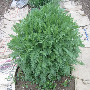 Tansy grown at Father Earth Organic Farm