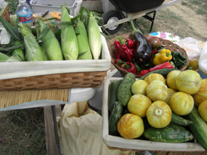 Corn, cucumbers, and peppers at Father Earth Organic Farm