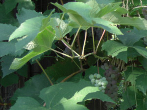 grapes grown at Father Earth Organic Farm grapes grown at Father Earth Organic Farm