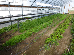 High Tunnel Greenhouse in mid April