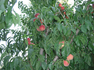 peaches grown at Father Earth Organic Farm peaches grown at Father Earth Organic Farm