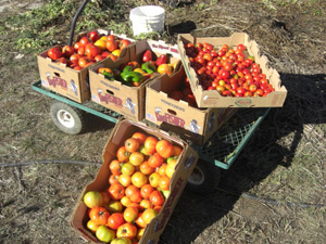 Fresh, ripe tomatoes